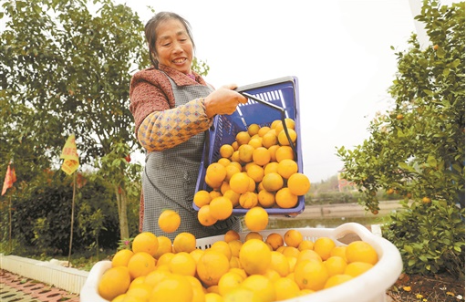 雁峰区：扶贫基地采收忙